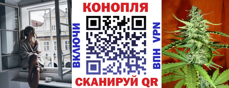 Конопля гибрид  Иноземцево 